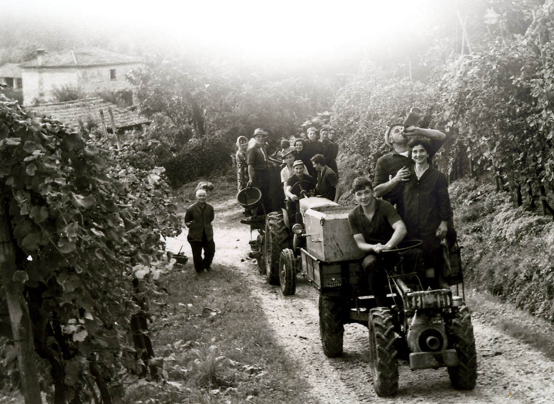 Foto storica di vigneti e lavoratori